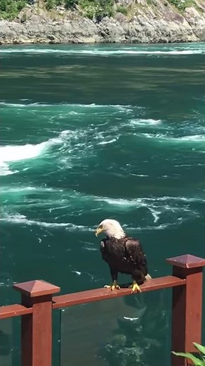 American Eagle - Amazing Natural Bald Eagle Sounds