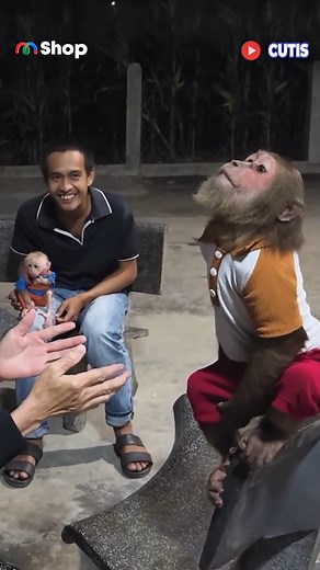 Cutis sang nhà hàng xóm chơi ------ Nguồn: CUTIS 16 Bản quyền được bảo vệ và quản lý bởi MCV Network #MCVNetwork #Pet #Cutis #Viral #NWT #CT16 | Tạp chí 360