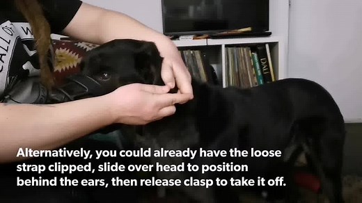 We were getting some comments of people saying that their dog could put their nose in the muzzle voluntarily, but moving to the steps involving the straps was a road block. Try these approximations to help move towards fastening the muzzle. Starring Zephyr from Call of the Wild Canine Services | The Muzzle Up Project