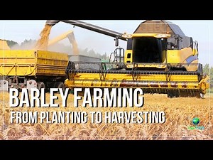 MASSIVE Barley Harvest With Advanced Machinery | Modern Agriculture at Scale