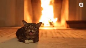 1.9M views · 27K reactions | Tis the season for Lil BUB's infamous...