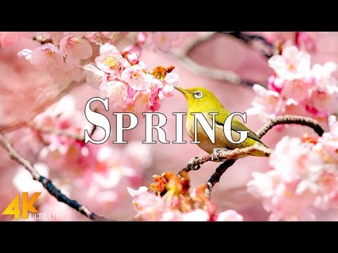 Spring 4K Ultra HD • Stunning Footage Spring, Scenic Relaxation Film with Calming Music