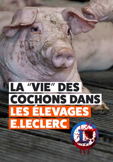 Enfermés, entassés, mutilés, encagés… La “vie” des cochons dans les élevages @E.Leclerc n’a rien de rose 😢 Ensemble, interpellons E.Leclerc pour stopper cette cruauté ! 👉 leclerc.stopcruaute.com #L214 #vegan #cochons #Leclerc