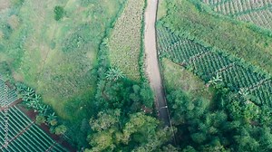 Aerial View of Farming Landscape with Road and Lush Greenery