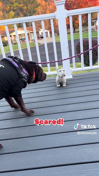 Beamer’s Halloween adventure 😂#beamerboy #labradorretriever #dogsoftiktok