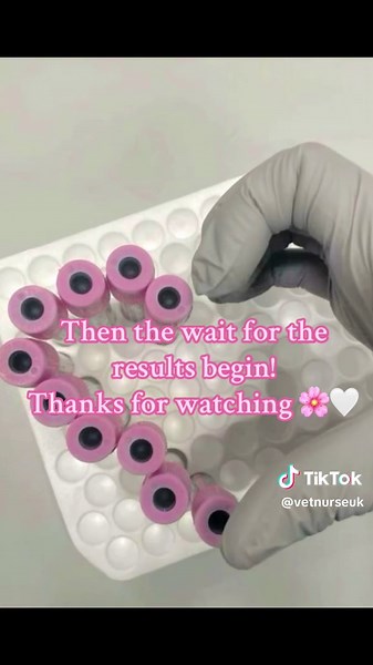 Veterinary Nurse: Running Blood Tests Explained