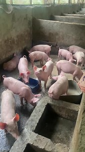 Le Bacillus subtilis est une bactérie bénéfique qui est souvent utilisée comme probiotique dans l'élevage de porcs. Voici quelques-uns des effets bénéfiques du Bacillus subtilis dans l'élevage de porcs : *Effets sur la santé* 1. *Amélioration de la santé digestive* : Le Bacillus subtilis aide à maintenir une flore intestinale équilibrée, ce qui peut réduire les risques de maladies digestives. 2. *Renforcement du système immunitaire* : Le Bacillus subtilis stimule le système immunitaire des porcs