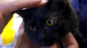 How a cat survived a shocking tail injury with expert care