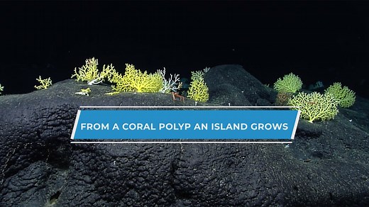 From a Coral Polyp an Island Grows - NOAA Ocean Exploration