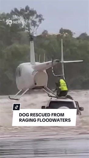 Heroic Rescue of Driver, Passenger, and Dog in Floodwaters