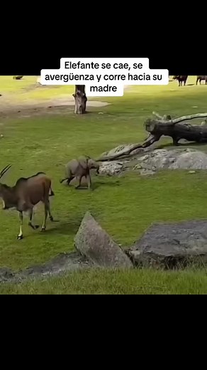 La elefanta se cae y corre hacia su madre