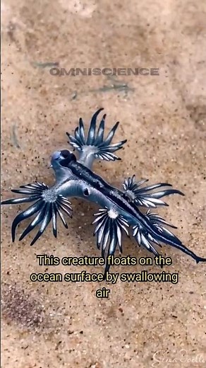Glaucus Atlanticus, the blue sea dragon