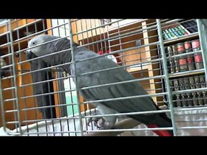 Parrot speaks in arabic (Quran)
