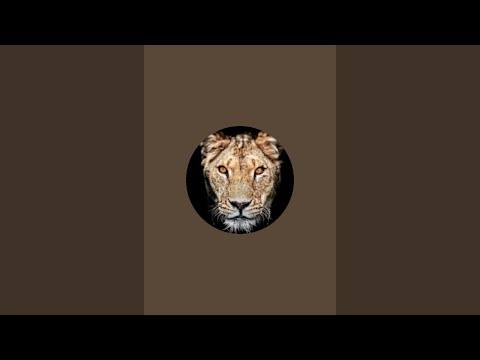 Ai short islamic is live!