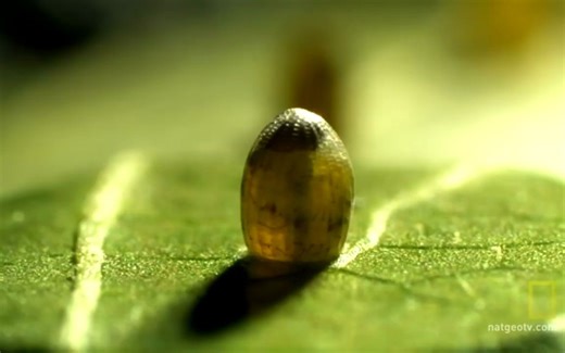 Butterfly A Life National Geographic