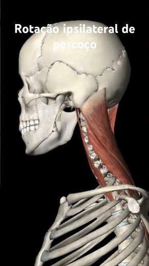 Rotação ipsilateral de pescoço #medicina #anatomia #anatomy #anatomiaclinica #anatomiapratica