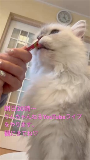 りんちゃん、ご褒美タイム♪ #cat #にゃんグラム #ねこ動画 #モジャ #cute #猫のいる暮らし