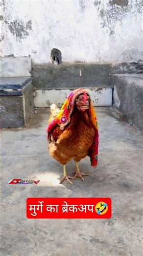मुर्गे का ब्रेकअप🤣 #thetharpuns #hinarahulvlog #shorts #viral #trending