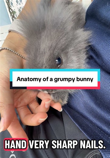 The Anatomy of a Grumpy Bunny: Understanding Their Behaviors
