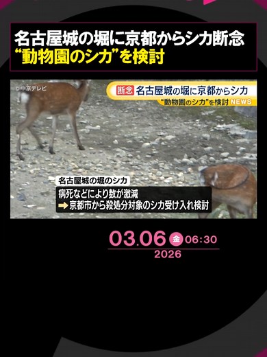 京都市に生息する野生の#シカの#名古屋城での受け入れについて、名古屋市は断念したと明らかにしました。#Tiktokでニュース