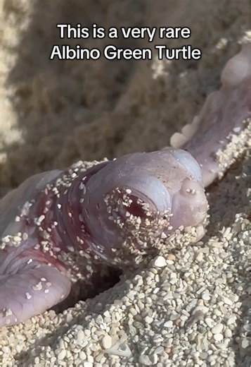 Rare Albino Green Turtle Hatching on Heron Island