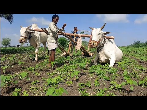 How we work with oxen | ploughing field cotton farming with Bulls | ox videos | ploughing videos