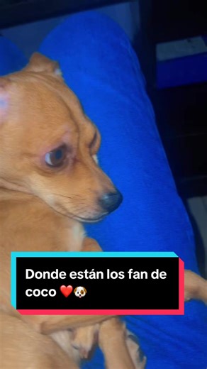 Donde están los fan de coco ❤️🐶 | coco dog