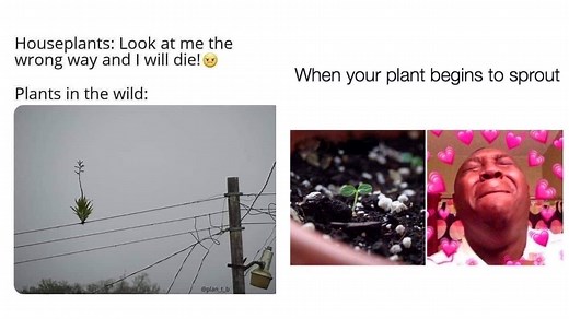 19 Hilarious Memes Perfect For Plant Lovers