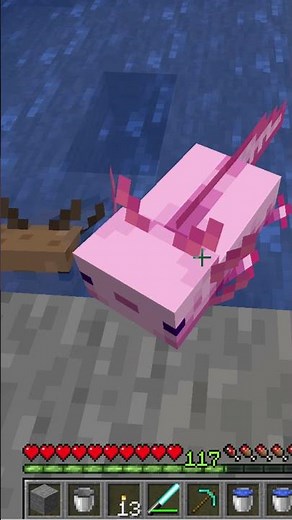 How You Can Breed the Axolotl in Minecraft - YouTube #shorts