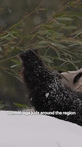 Giant pandas Bao Li and Qing Bao playing in the snow at the D.C. Zoo. | Fox 5 DC