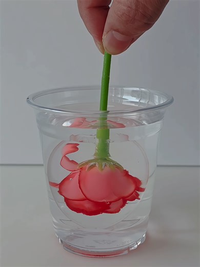 Creative DIY Rose Egg Project Ideas