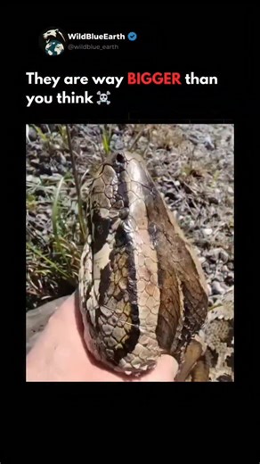 WildBlueEarth on Instagram: "‼️Meet the Snake That Never Stops Growing.☠️ - The reticulated python is the longest snake on Earth, commonly reaching 7–8 meters (23–26 ft). The longest reliably measured python ever recorded was an astonishing 10 meters long, longer than a full-size bus. The heaviest python on record, a Burmese python, weighed more than 113 kilograms and had a body so thick two adults couldn’t wrap their arms around it. 🐍Hunting and Senses Pythons don’t just rely on eyesight. They