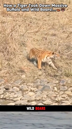 How a Tiger Took Down Massive Buffalo and Wild Boars! | Animal World