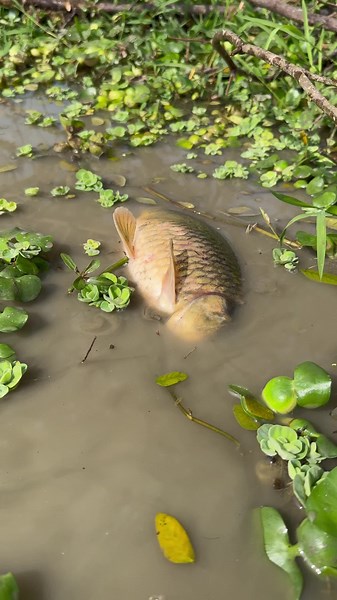 Village Fishing on TikTok
