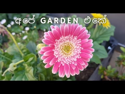 Mage Garden එකේ First Bloom 🌺 | So Beautiful!"
