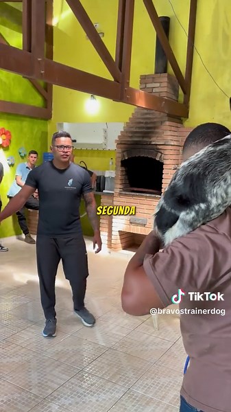 Adestramento melhora a qualidade de vida dos próprios cães e condutores 💙 #bravostrainerdog #adestramento #reabilitacao #boiadeiro #boiadeiroaustraliano