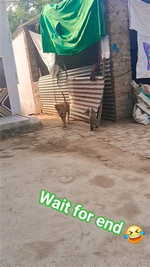 🤣 dog aur cat ki funny fight 🤣 #dog #cat #funny #fighting #shorts