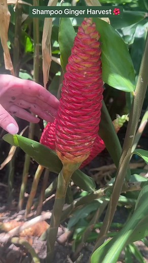 Shampoo Ginger 💗 #shampooginger #naturalshampoo #awapuhi #awapuhiwildginger