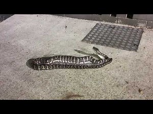 Small Python Swallows Large Possum