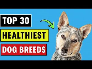 30 Healthiest Dog Breeds in the World (From Least to Most Healthy!)