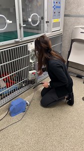 What to do if your dog gets sprayed by a skunk: 🦨💨🐶🫢 It’s mating season! Skunks are everywhere. Be prepared! #vetmed #animalhospital #veterinarian #veterinarymedicine #lvt #vettech #dogs #dogsofinstagram #trending #pethealth #skunk | Glove Cities Veterinary Hospital