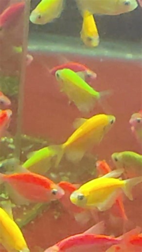 colorful fishes in the aquarium #fishvideo #fishwalavideo