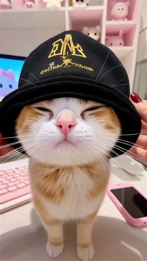 Look at her face ☺️ #catshorts #cat