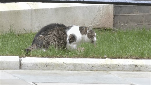 Watch: Larry the Cat spotted hunting a mouse by Christopher Hope