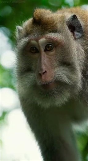 Epic Wildlife Moment — Python Ambush on Monkey