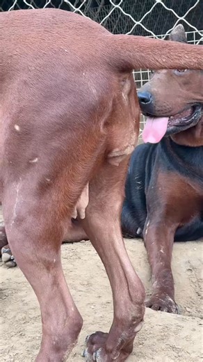 174K views · 428 reactions | Dog meeting | Animal's Life | Facebook