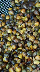 Clam and Freshwater Mussel Wild Cooking Fishing for clams in the stream, digging for mussels in the fish pond, and then going to the riverbank with friends for a picnic, these are all wonderful memories of our childhood. #clam #clam #myrurallife #ruralcuisine #barbecue #ClamHarvest#FreshwaterMussel #WildCooking#RiverFishing#ForagingFood #RuralLife#VillageCooking#TraditionalFood#OutdoorCooking#NatureFood | HQDiscover