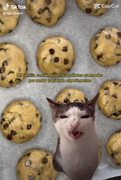 Delicious ASMR Cookie Eating Experience