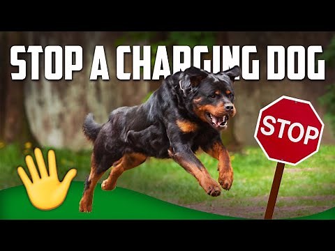 How to Stop a Charging Dog (MUST WATCH)