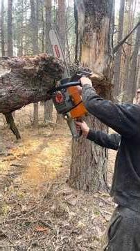 OMG Wait for the Drop... 🌲 #chainsaw #wood #tree #forest #timber #shorts